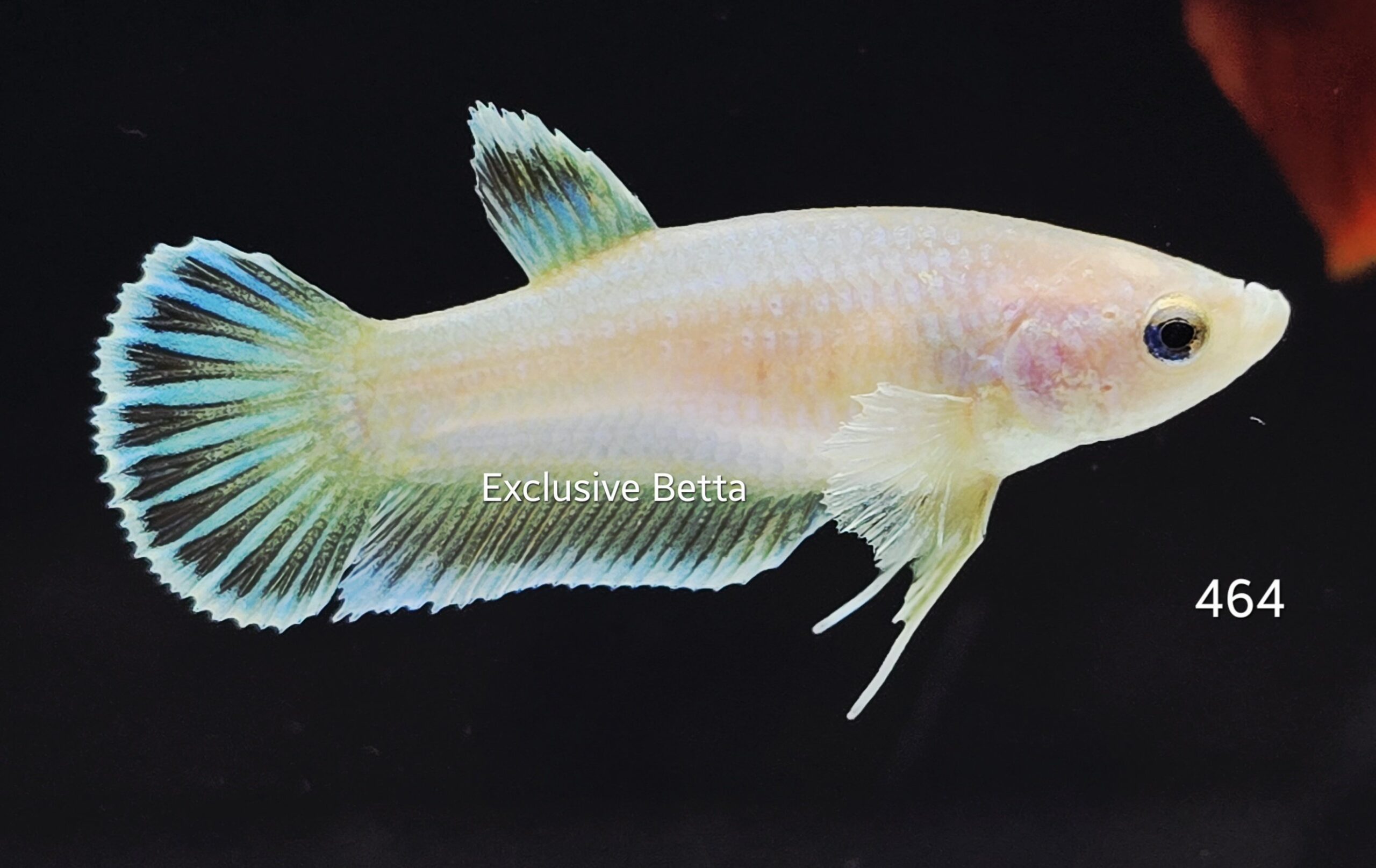 2025/08/1001159950-scaled.jpg Plakat Fancy (F) - Image 1