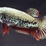 Plakat Fancy Dragon (F)