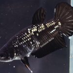 Plakat Black Samurai (F)