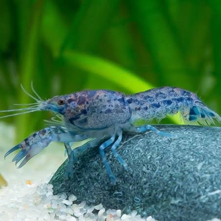 2025/08/1001162612.jpg Mexican Dwarf Crayfish Blue - Image 1