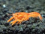 Mexican Dwarf Crayfish Orange - Image 2