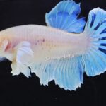 Plakat Fancy Dumbo (M)