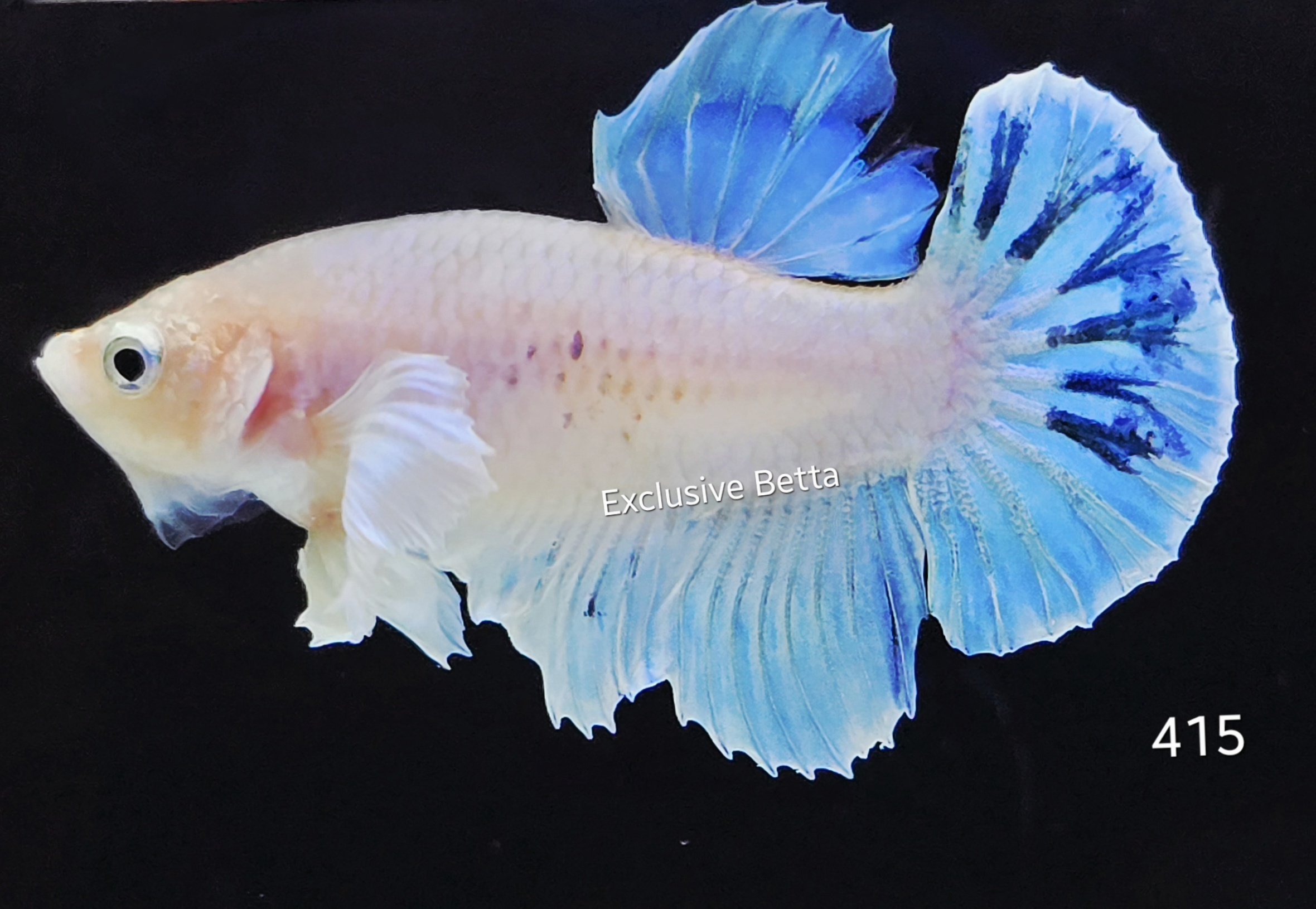 2025/08/1001172982.jpg Plakat Fancy Dumbo (M) - Image 1