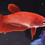 Plakat Super Red (F)