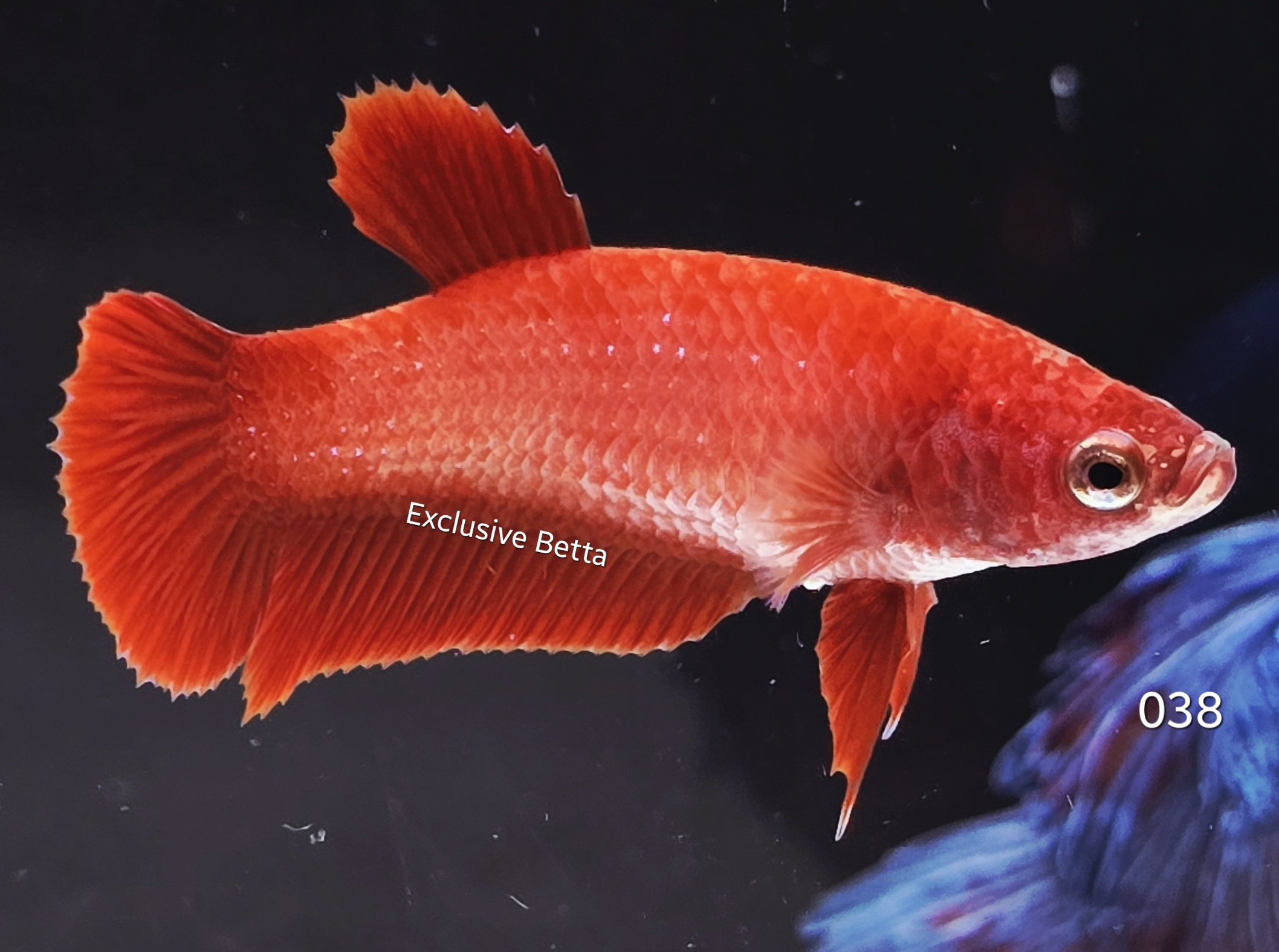 2025/08/1001173137.jpg Plakat Super Red (F) - Image 1