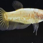 Plakat Yellow Dragon (F)