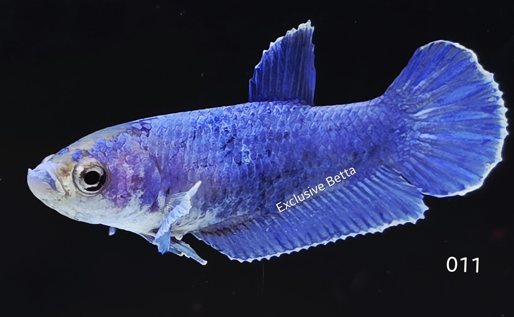 2025/08/1001173257.jpg Plakat Fancy (F) - Image 1