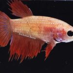 Crowntail (F)