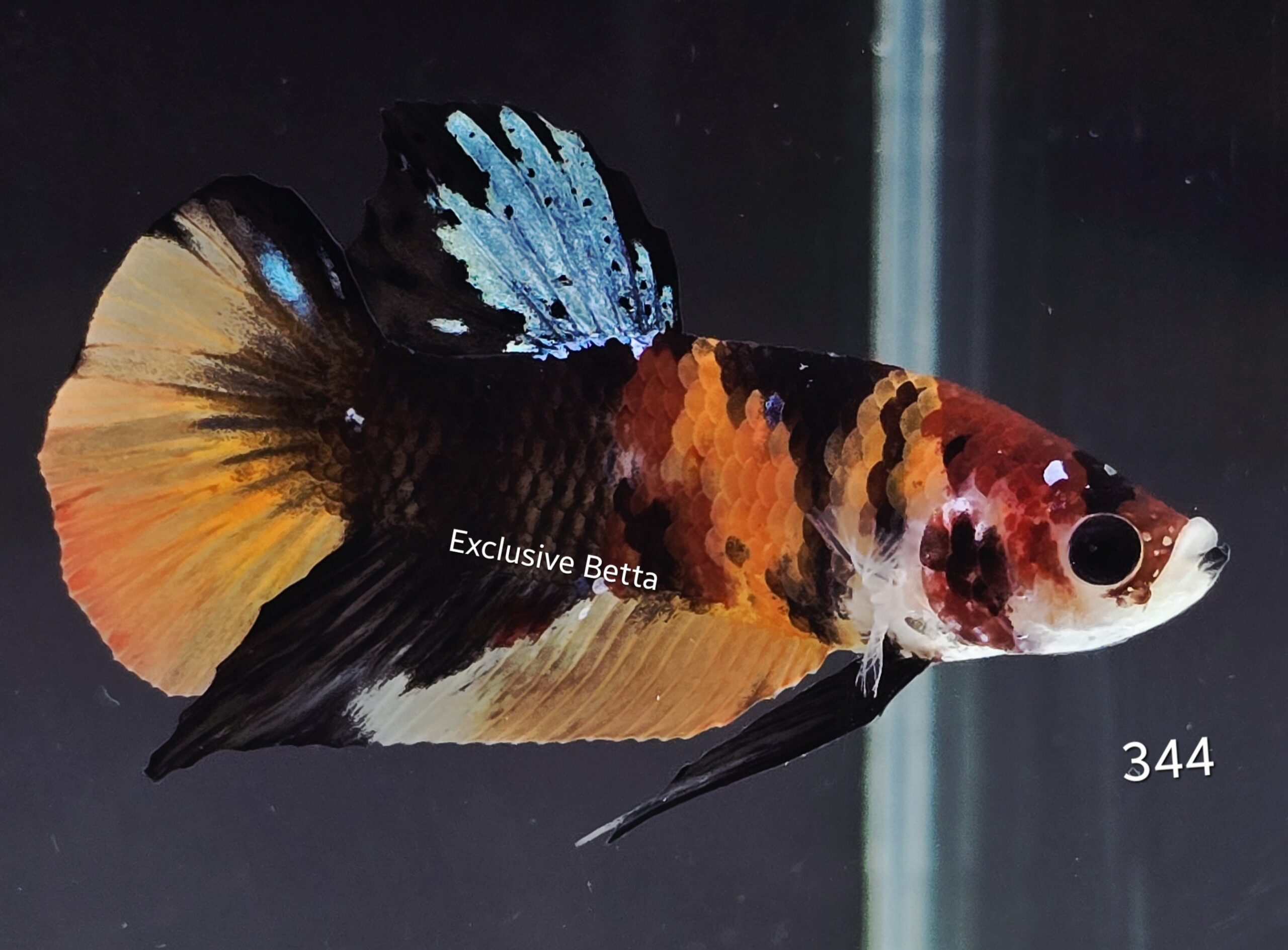 2025/08/1001173264-scaled.jpg Plakat Candy (M) - Image 1