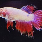 Crowntail (F)