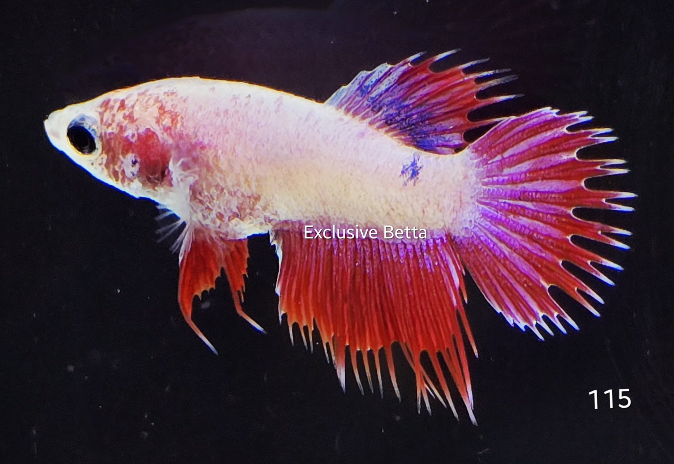 2025/08/1001173309.jpg Crowntail (F) - Image 1