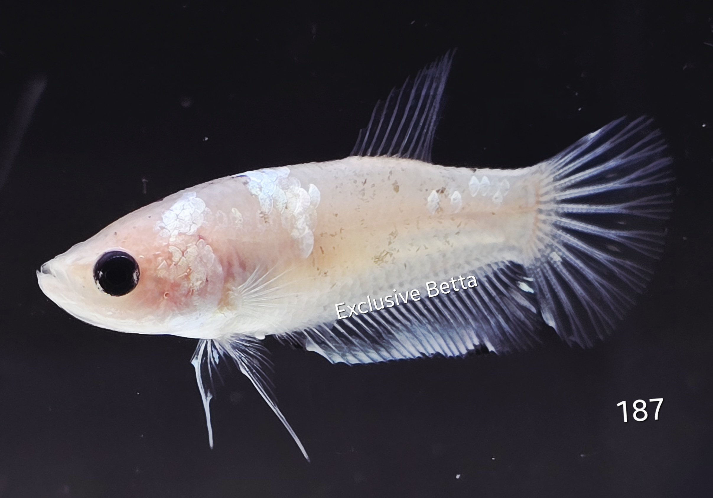 2025/08/1001173843.jpg Halfmoon (F) - Image 1