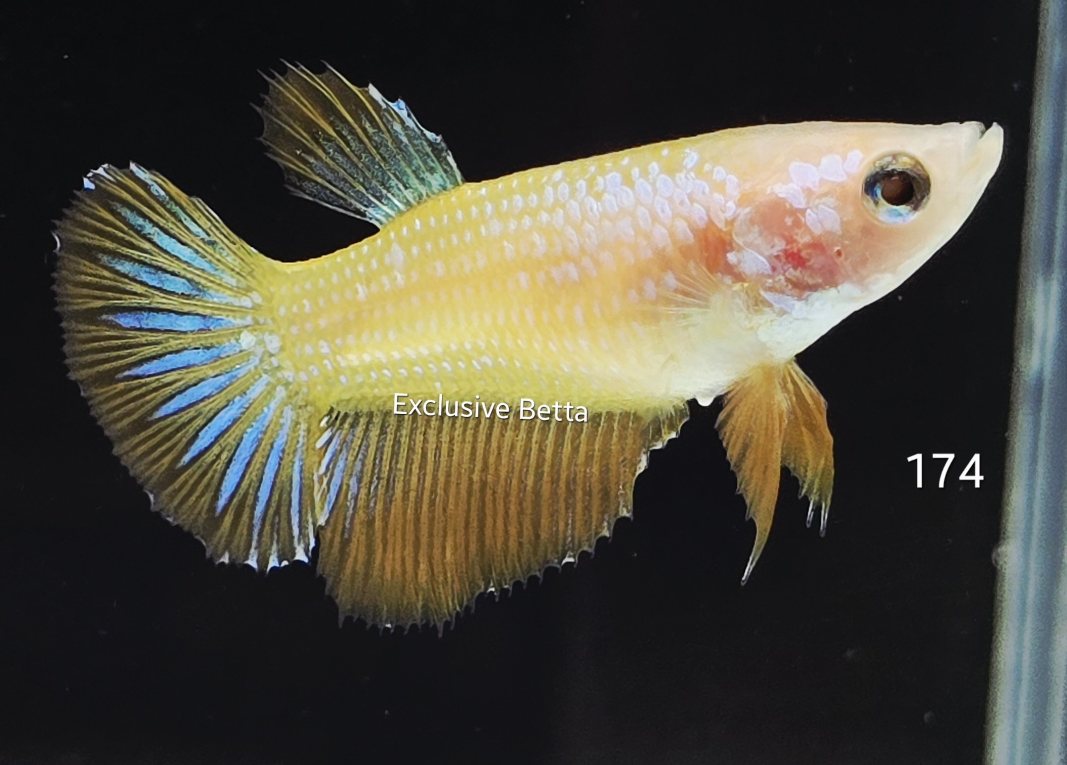 2025/08/1001174021.jpg Halfmoon (F) - Image 1