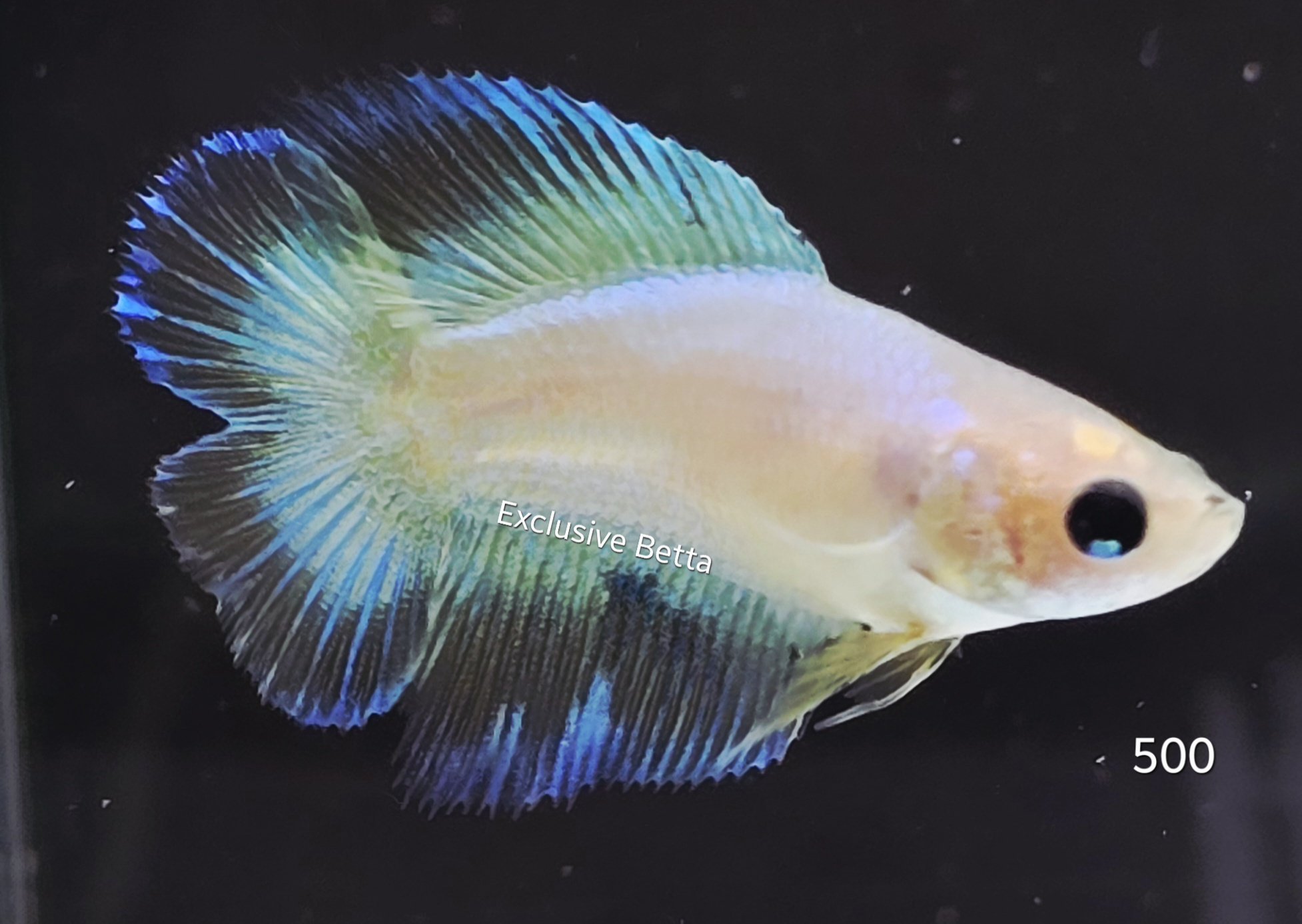 2025/08/1001174078.jpg Doubletail (F) - Image 1