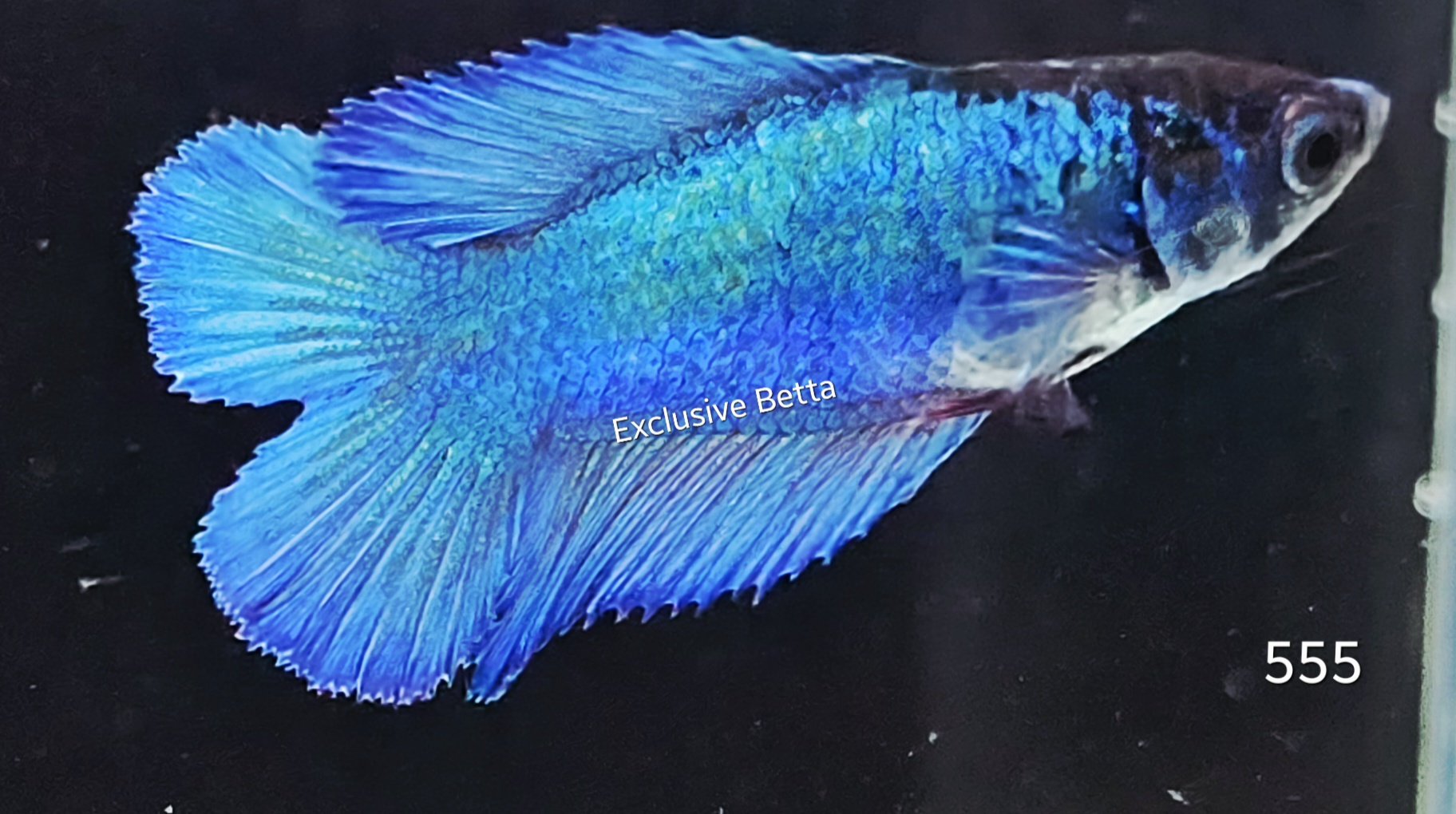 2025/08/1001174094.jpg Doubletail (F) - Image 1