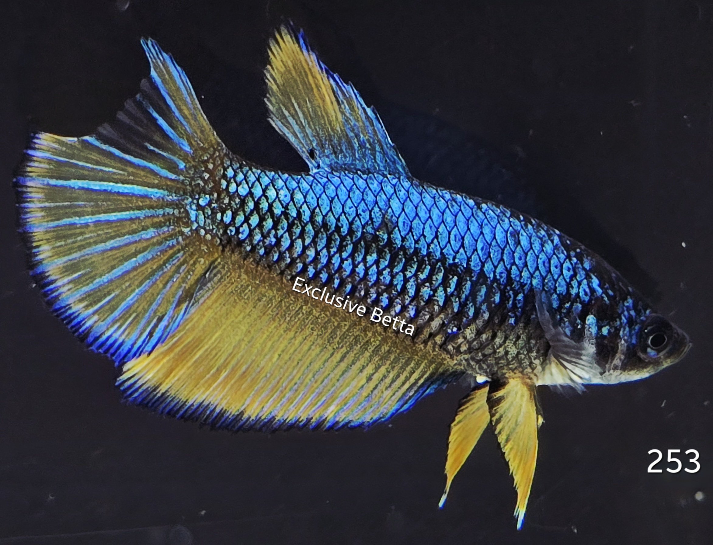 2025/08/1001174998.jpg Halfmoon (F) - Image 1