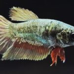 Halfmoon Copper  (F)