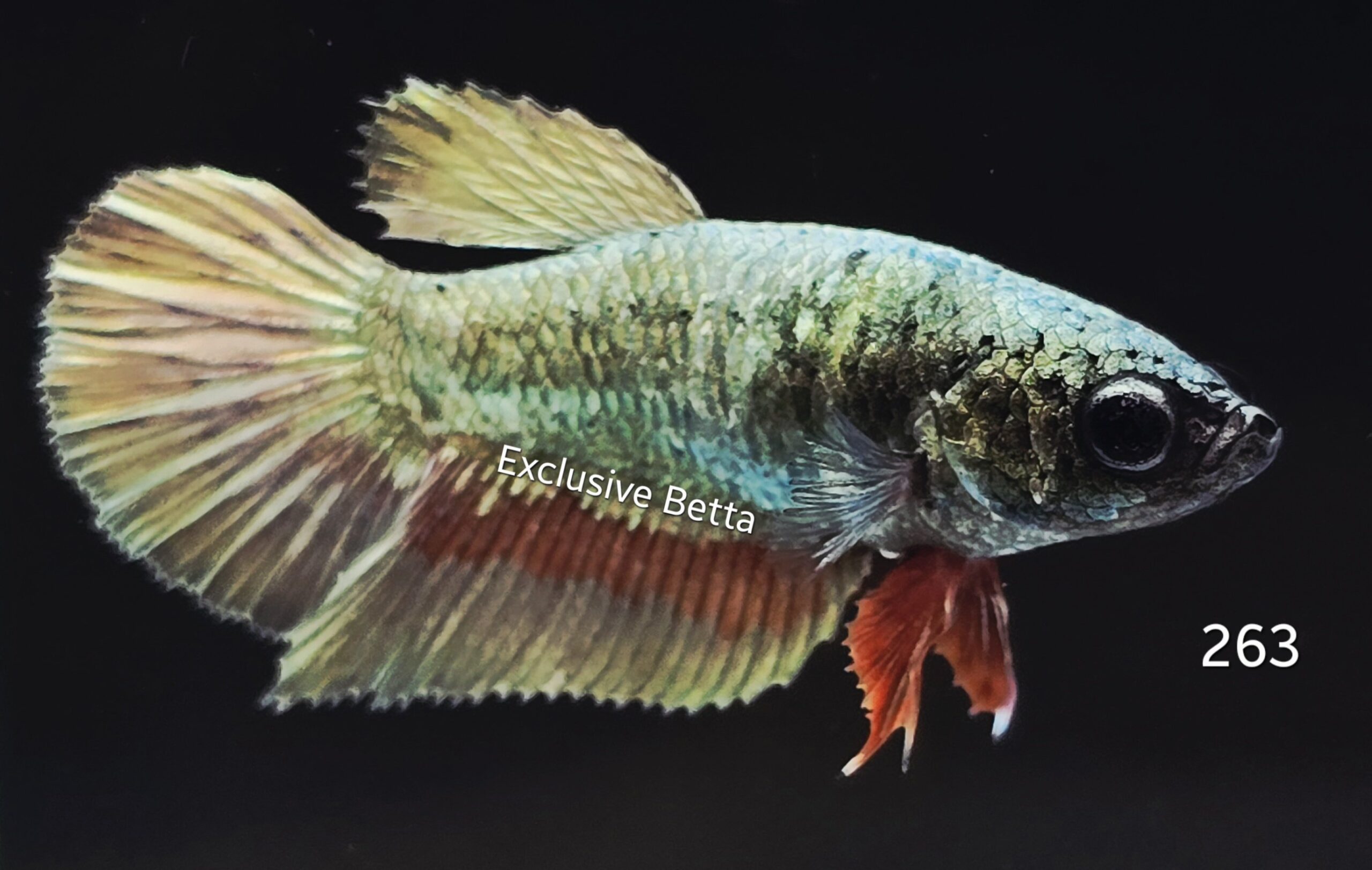 2025/08/1001175010-scaled.jpg Halfmoon Copper (F) - Image 1