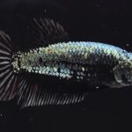 Plakat Black Dragon (F)