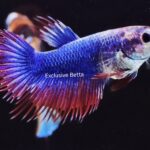 Crowntail (F)