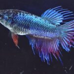 Crowntail (F)