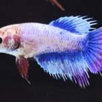 Crowntail (F)