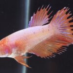 Crowntail (F)