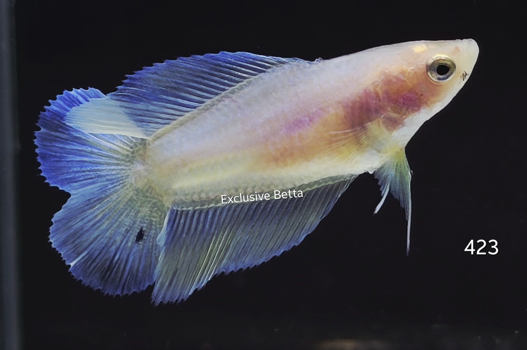 2025/08/1001175338.jpg Doubletail (F) - Image 1