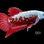 Plakat Red Samurai (M)