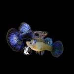Blue Dragon Guppy Pair
