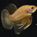 Plakat Yellow Fancy (M)