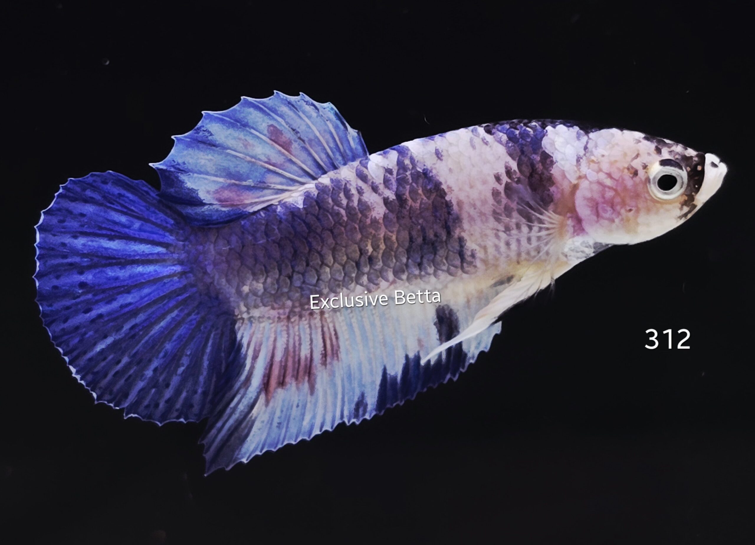 2025/09/1001224073-scaled.jpg Plakat Fancy (M) - Image 1