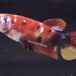 Plakat Koi (F)