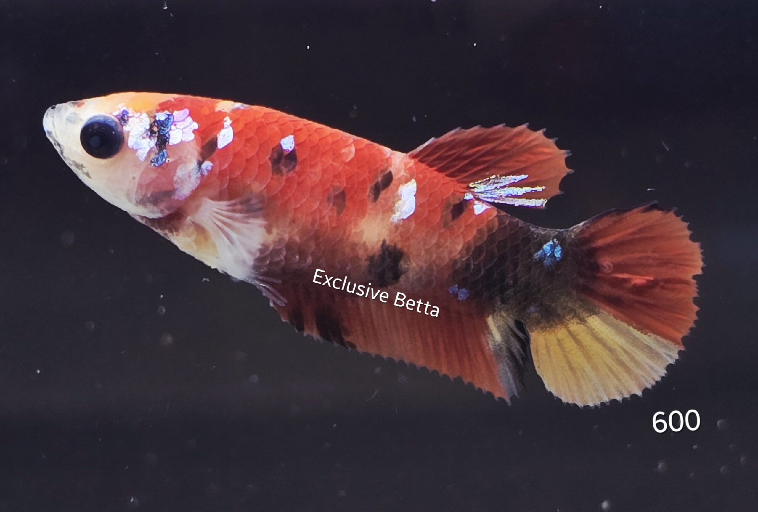 2025/10/1001312663-scaled.jpg Plakat Koi (F) - Image 1