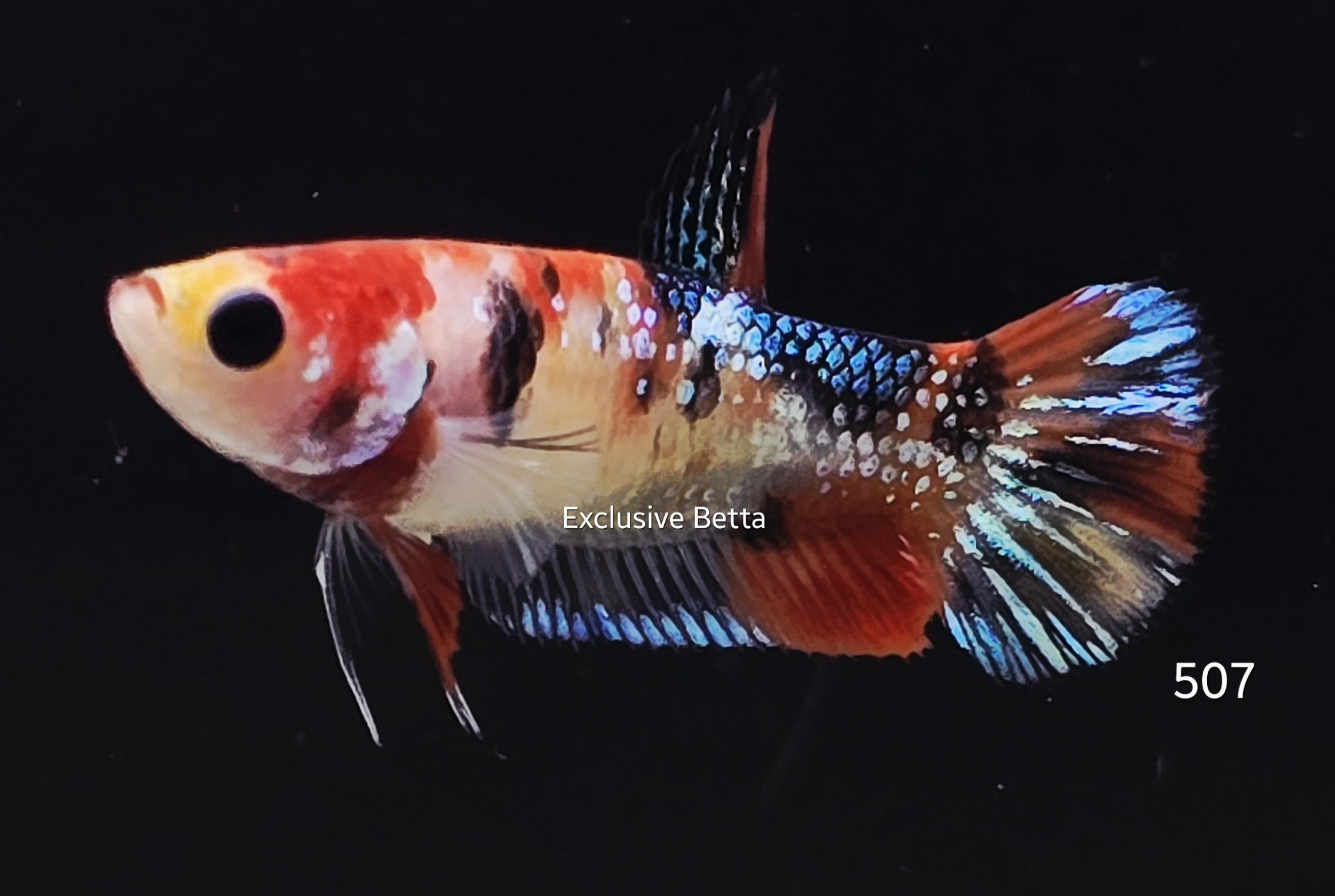 2025/10/1001312856.jpg Plakat Koi (F) - Image 1