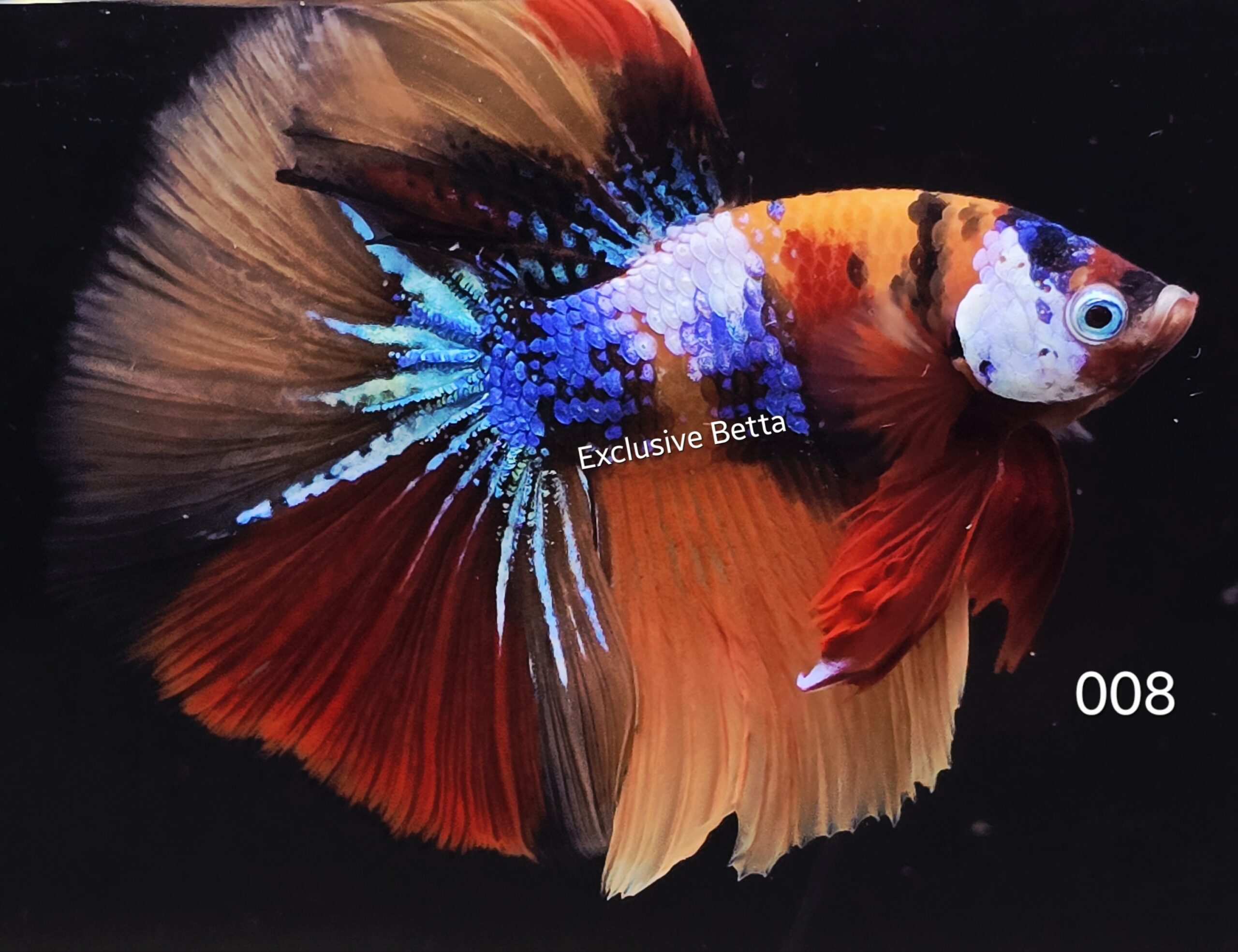 2025/10/1001312866-scaled.jpg Halfmoon Koi (M) - Image 1