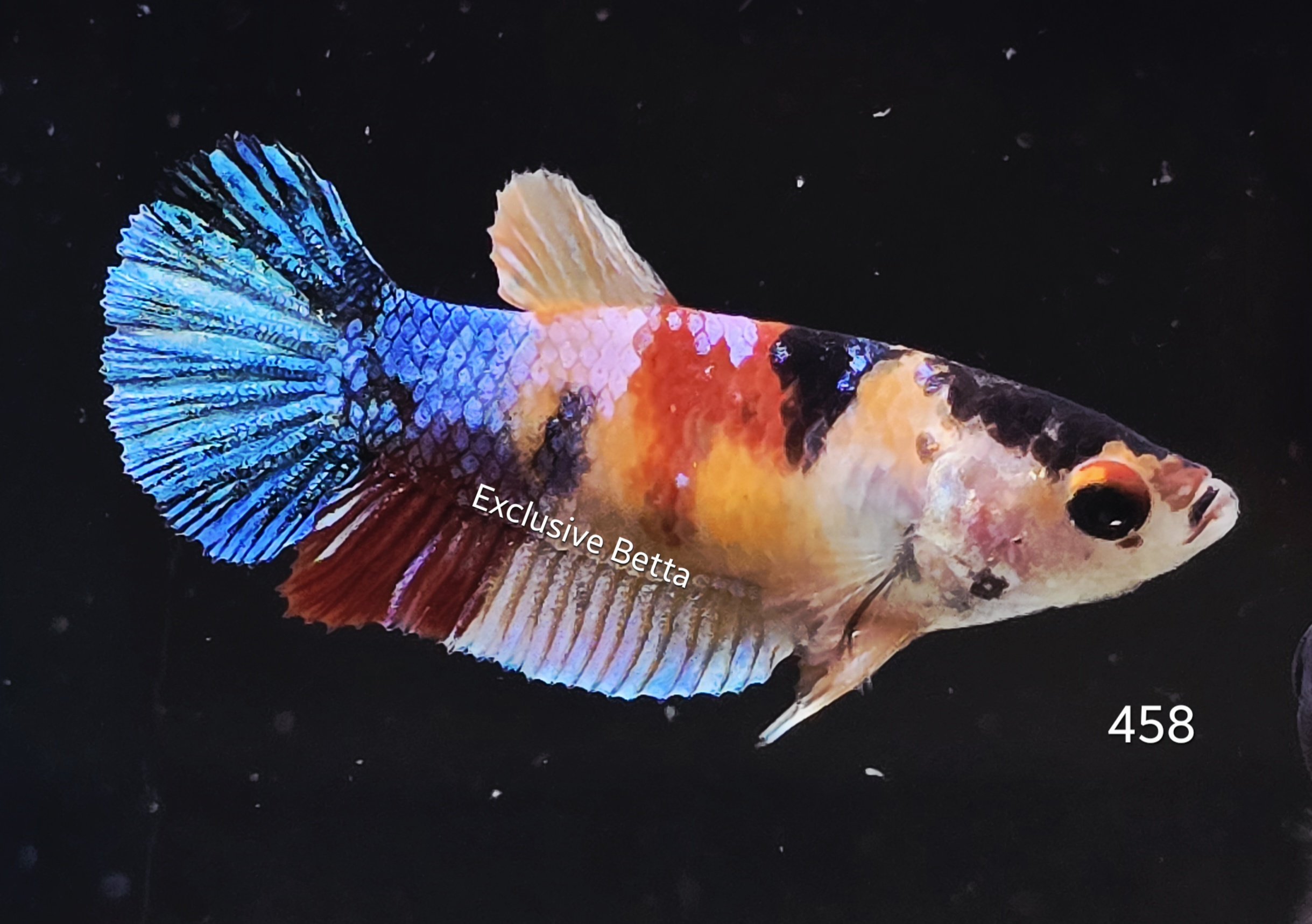 2025/10/1001312937.jpg Plakat Koi (F) - Image 1