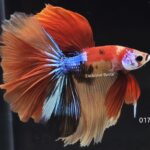 Halfmoon Koi (M)