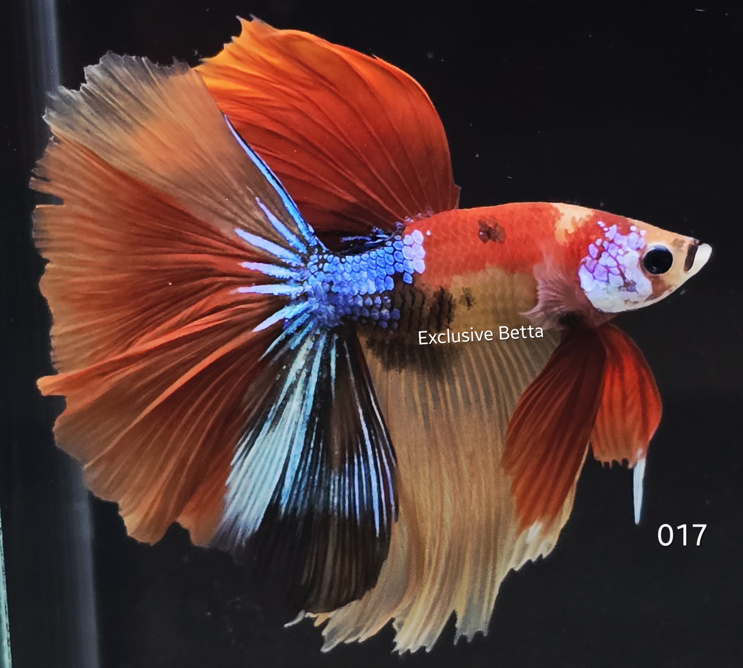 2025/10/1001313111-scaled.jpg Halfmoon Koi (M) - Image 1