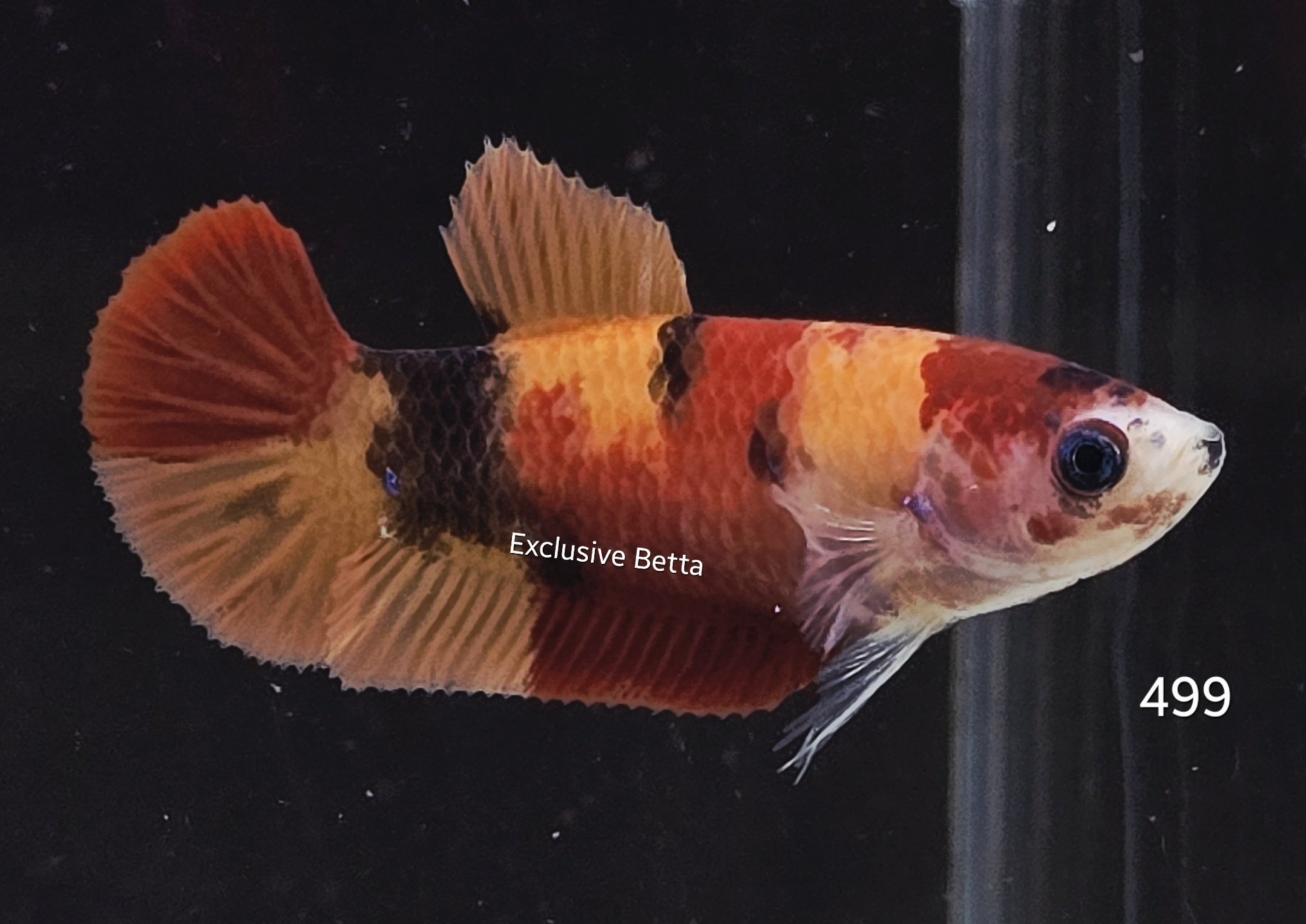 2025/10/1001313442.jpg Plakat Koi (F) - Image 1