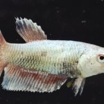 Plakat Red Dragon (F)