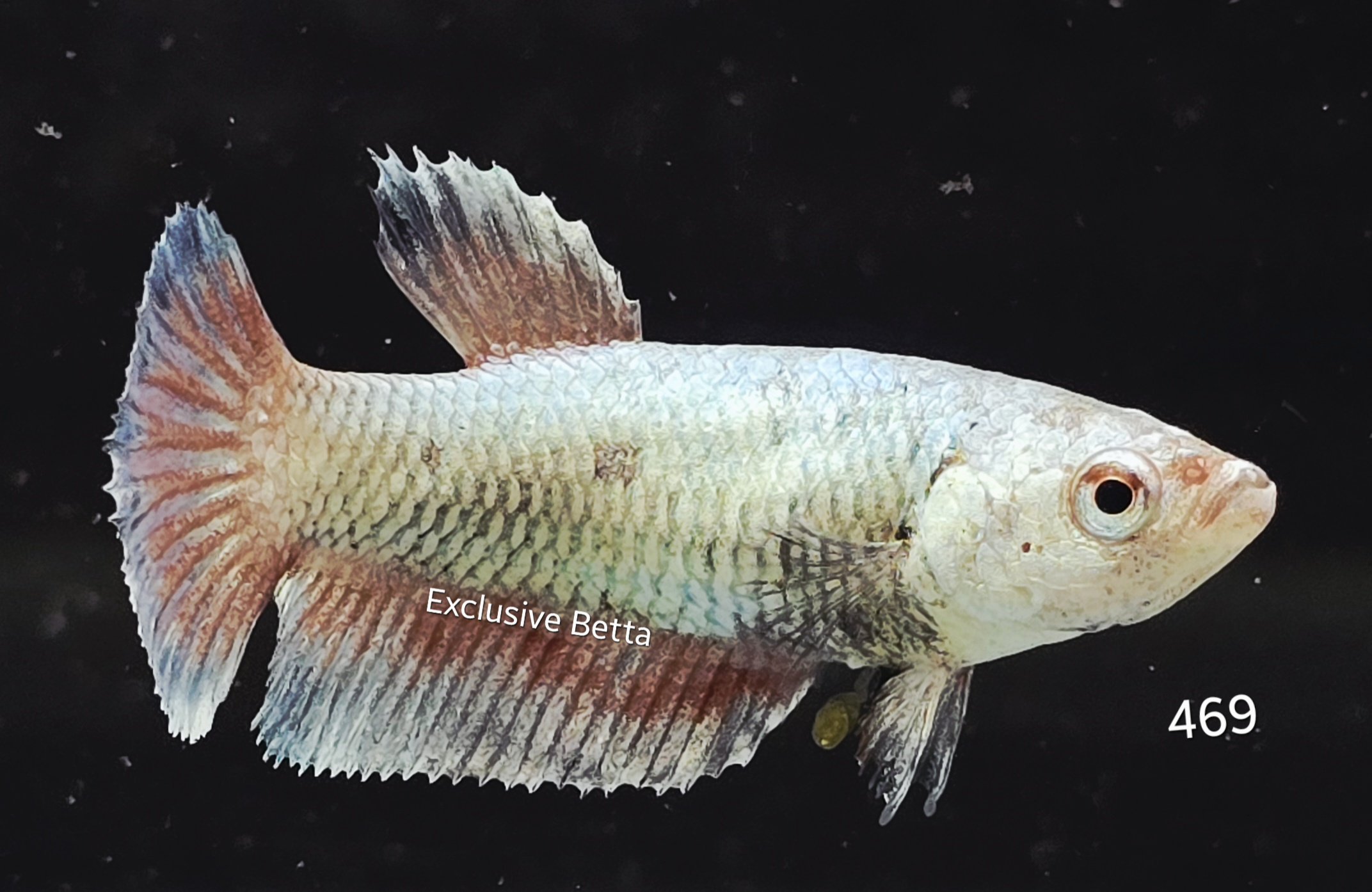 2025/10/1001322383-1.jpg Plakat Red Dragon (F) - Image 1