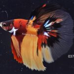 Halfmoon Koi (M)