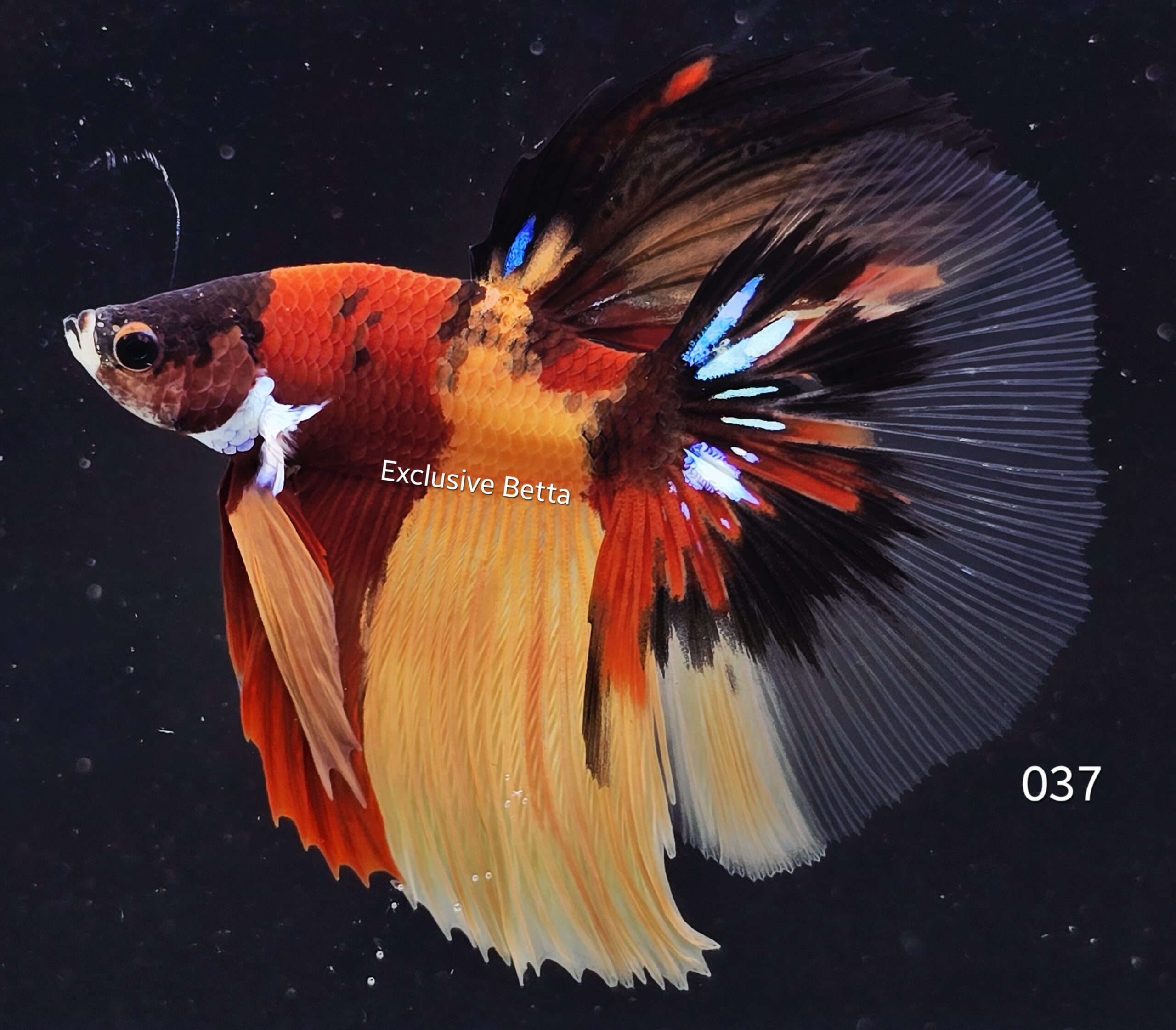 20251023_102403 Halfmoon Koi (M) - Image 1