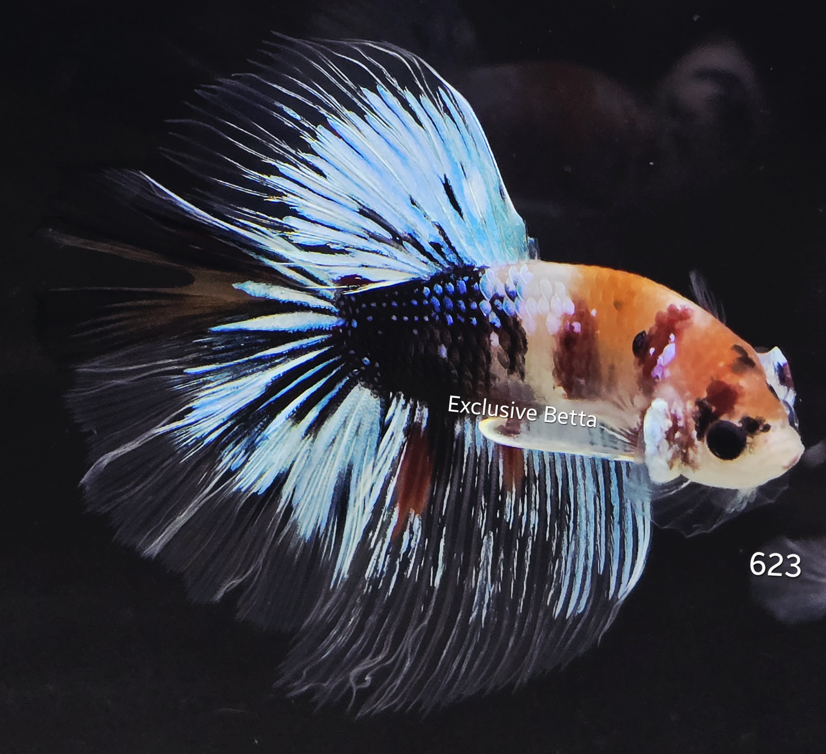 Halfmoon Koi (M)