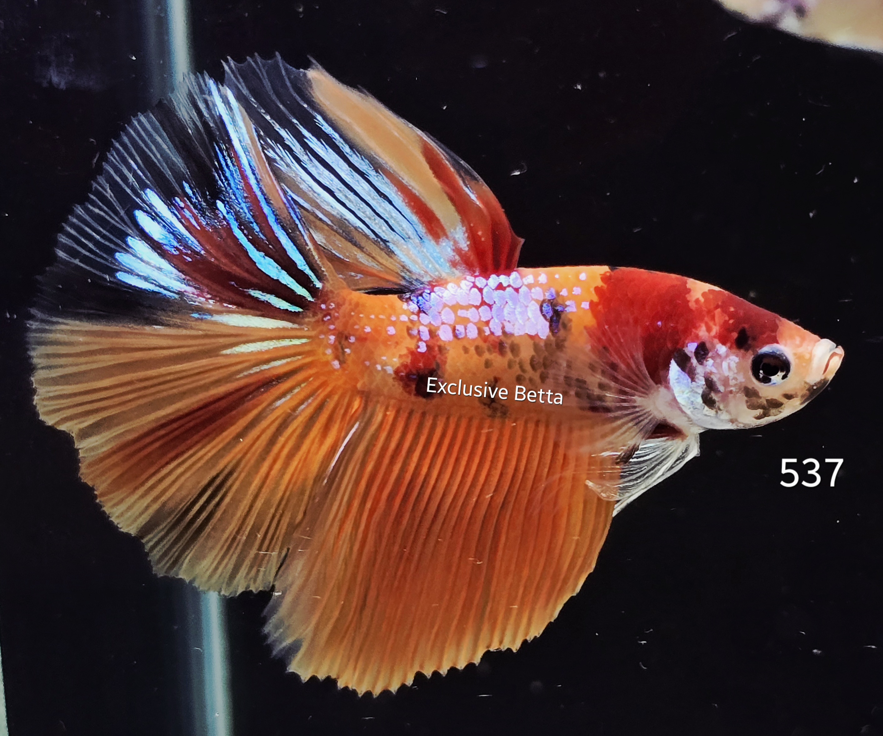 Halfmoon Koi (M)