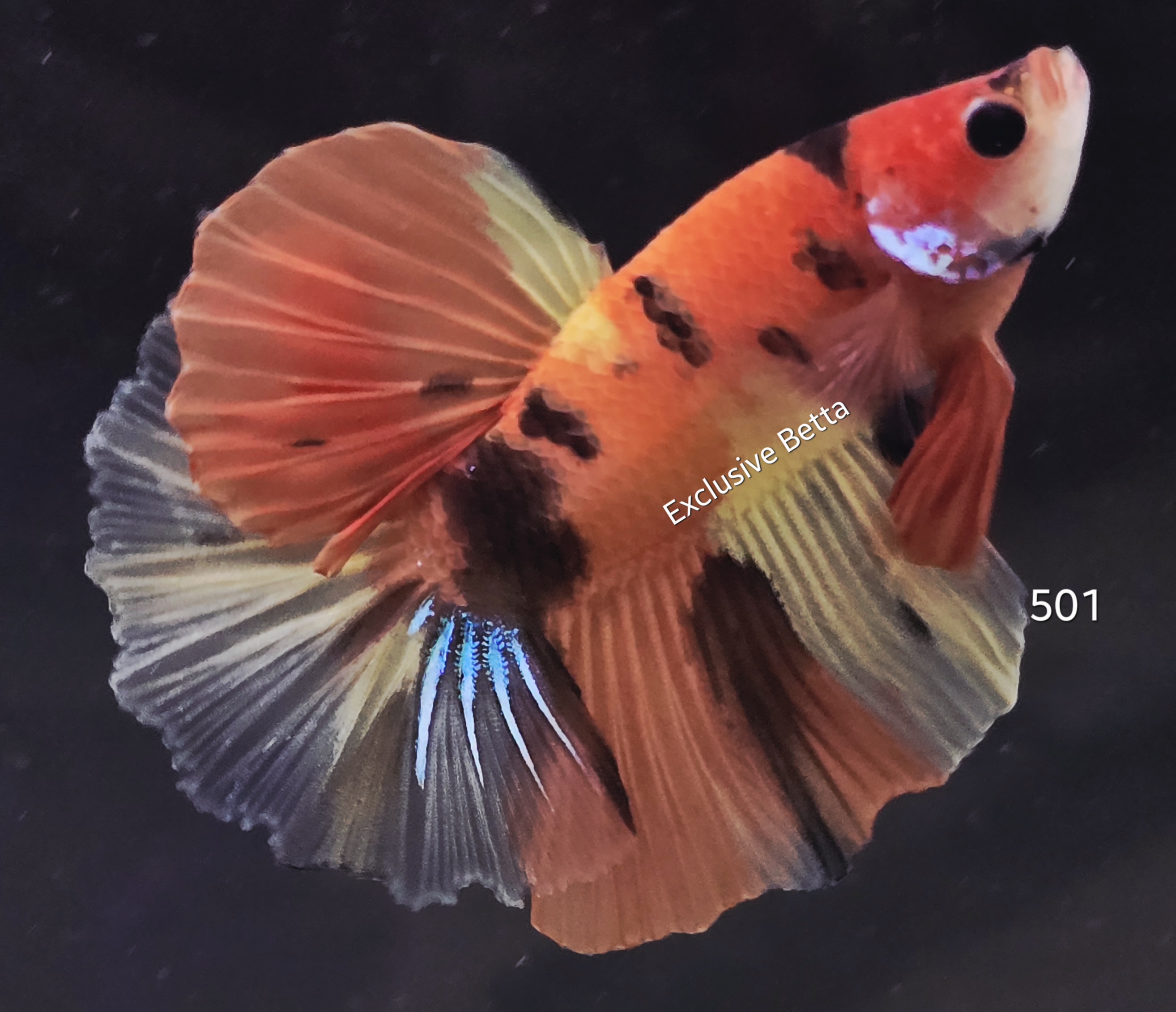 Halfmoon Koi (M)