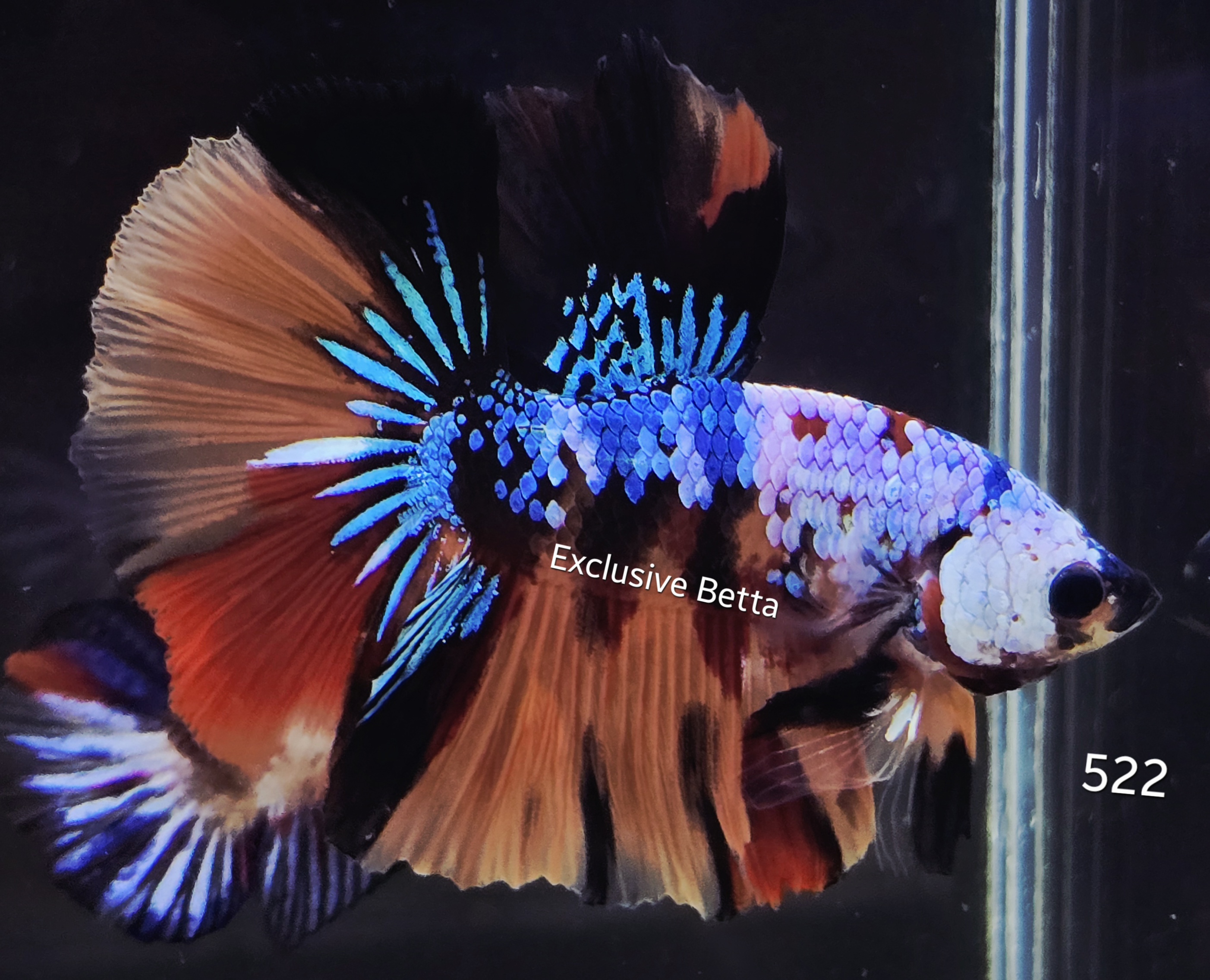 Halfmoon Koi (M)