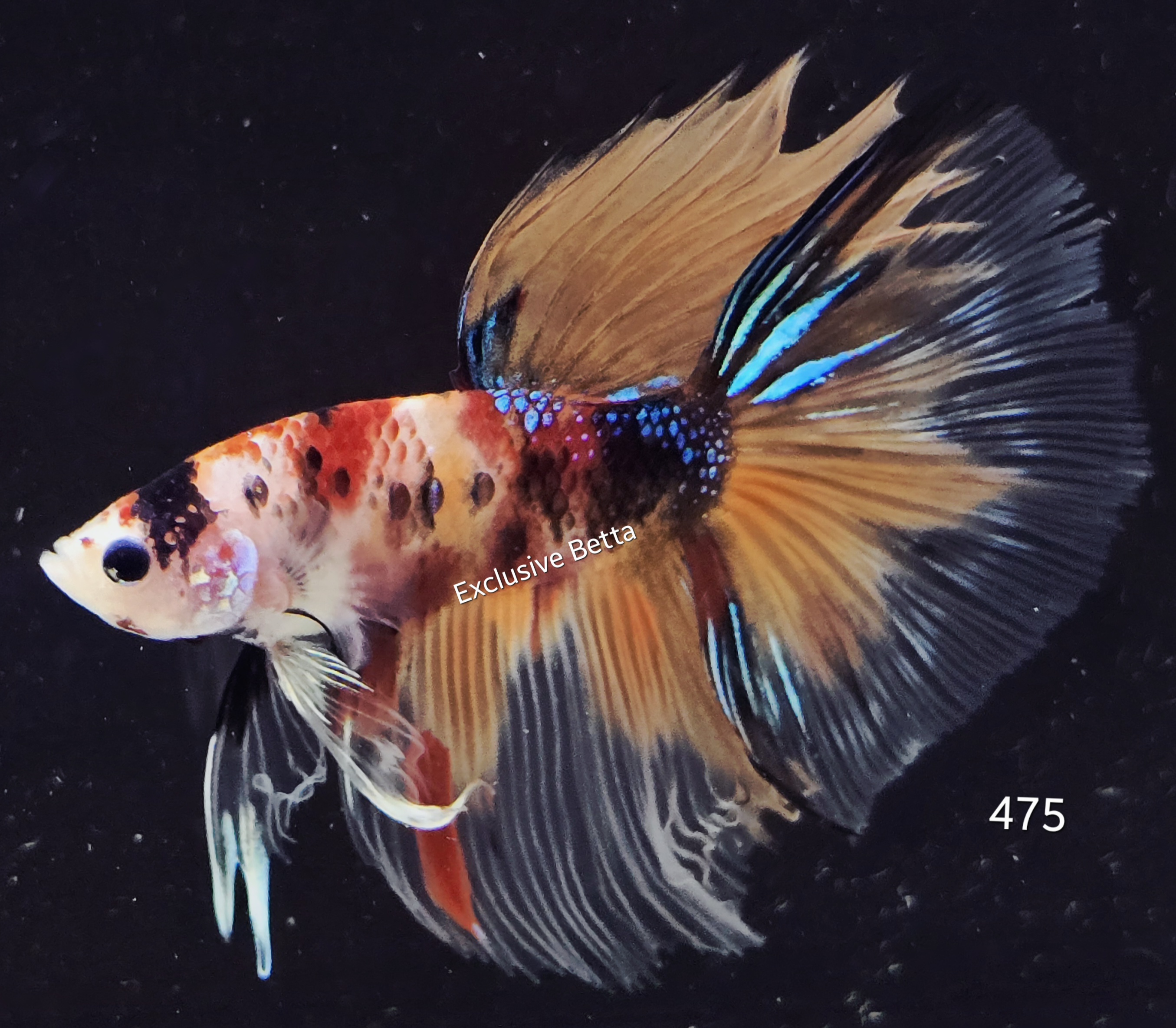 Halfmoon Koi (M)